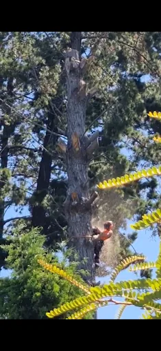 Arborist chainsaw cutting pine trunk Bay of Plenty