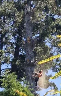 Arborist chainsaw cutting pine trunk Bay of Plenty