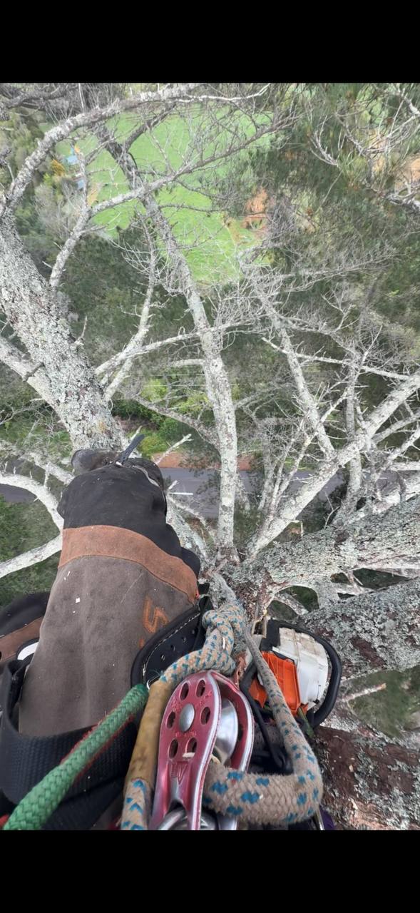 Climbing gear in tree canopy during removal