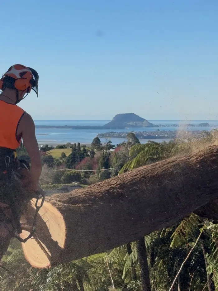 Arborist cutting gum tree limb Minden Bay of Plenty