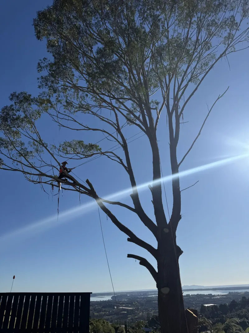 Arborist topping large gum tree Minden Bay of Plenty