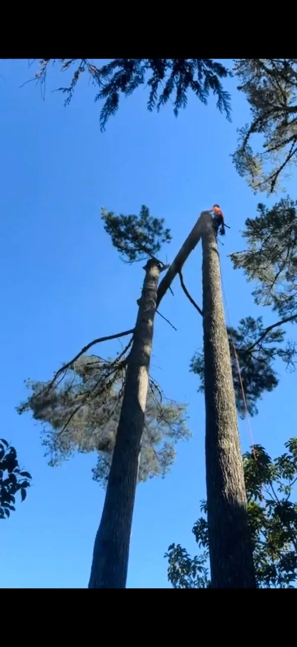 Arborist topping tall pine trees Bay of Plenty