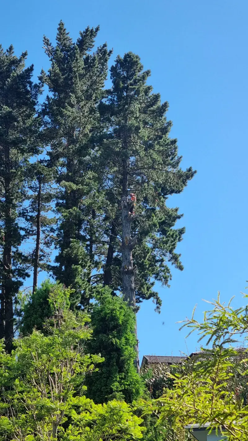 Arborist climbing a tall pine tree for removal in Whangamata
