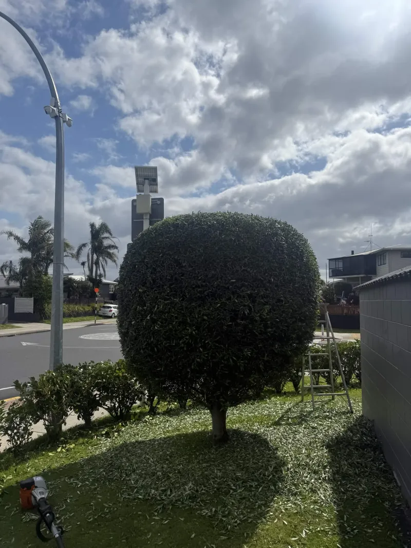 Round hedge shaping and trimming in Whiritoa