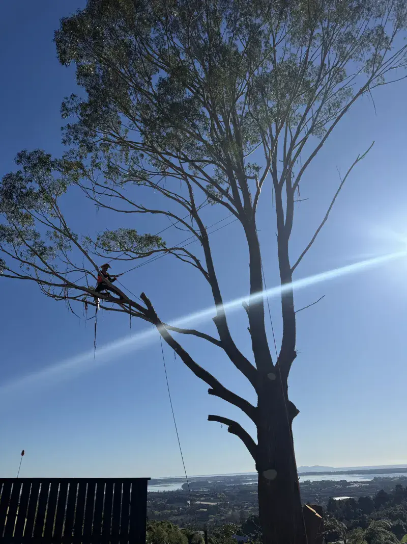 Arborist reducing a large gum tree in Whiritoa