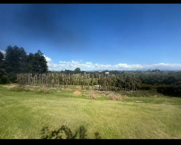 Shelterbelt topping bordering pasture Bay of Plenty