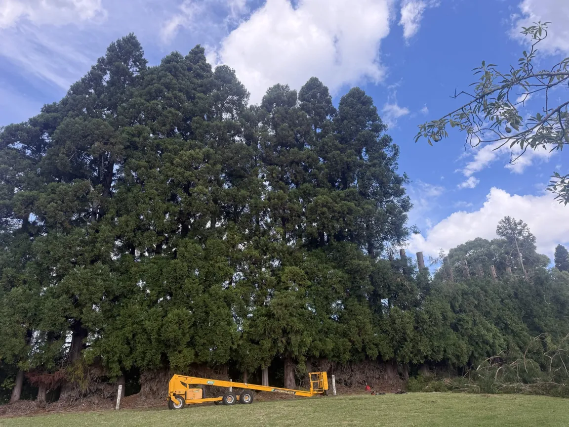 Shelterbelt reduction using an elevated work platform in Whangamata