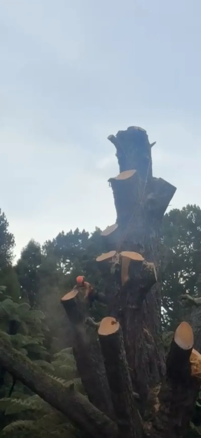 Tree felling sectioning in progress Bay of Plenty
